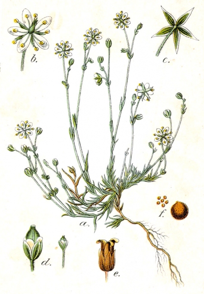 Pflanzenbild gross Frühlings-Miere - Minuartia verna