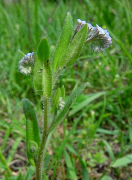 Pflanzenbild gross Acker-Vergissmeinnicht - Myosotis arvensis