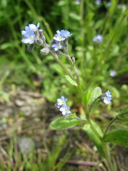 Pflanzenbild gross Acker-Vergissmeinnicht - Myosotis arvensis