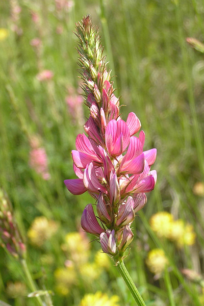 Pflanzenbild gross Saat-Esparsette - Onobrychis viciifolia
