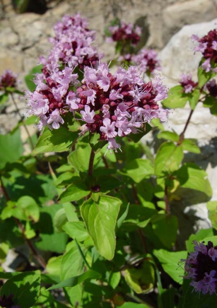 Pflanzenbild gross Echter Dost - Origanum vulgare