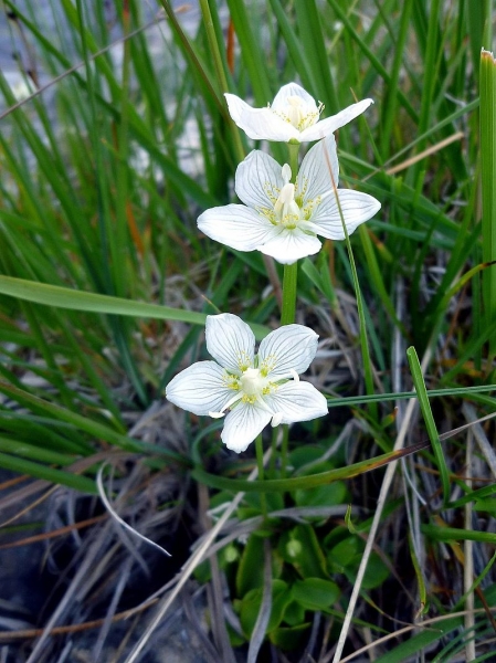 Pflanzenbild gross Sumpf-Herzblatt - Parnassia palustris