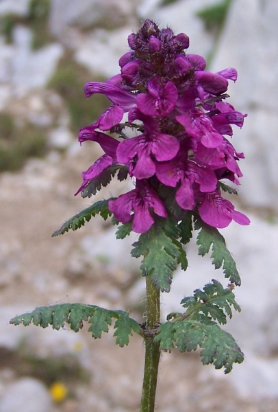 Pflanzenbild gross Quirlblättriges Läusekraut - Pedicularis verticillata