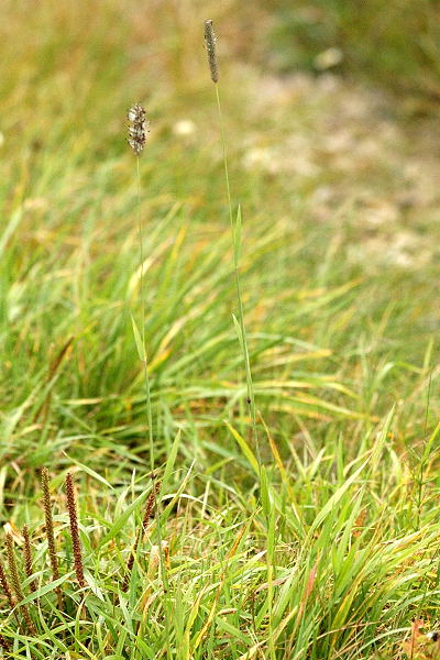 Pflanzenbild gross Wiesen-Lieschgras - Phleum pratense aggr.