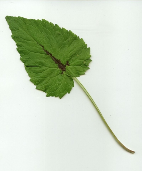 Pflanzenbild gross Ährige Rapunzel - Phyteuma spicatum