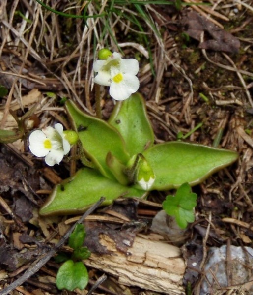 Pflanzenbild gross Alpen-Fettblatt - Pinguicula alpina