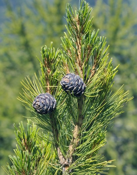 Pflanzenbild gross Arve - Pinus cembra