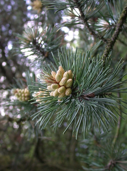 Pflanzenbild gross Aufrechte Berg-Föhre - Pinus mugo subsp. uncinata
