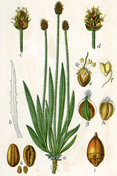 Pflanzenbild gross Berg-Wegerich - Plantago atrata