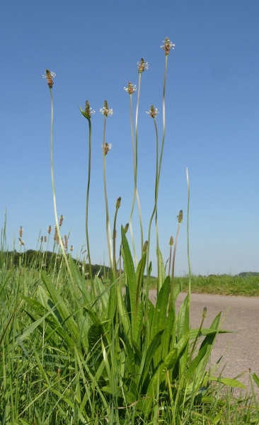 Pflanzenbild gross Spitz-Wegerich - Plantago lanceolata