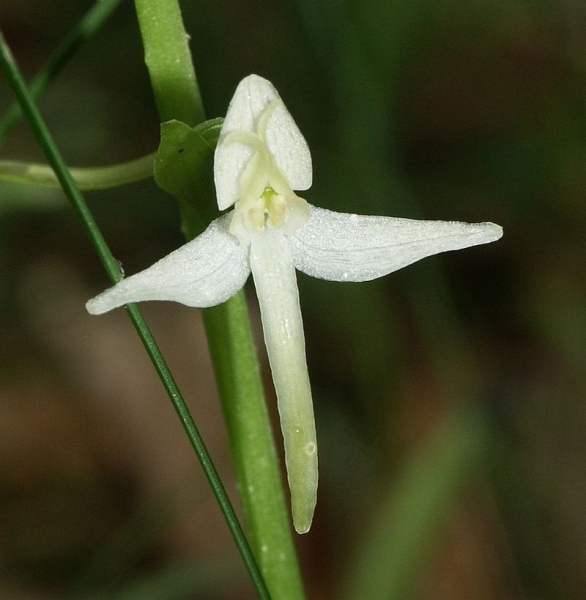 Pflanzenbild gross Weisses Breitkölbchen - Platanthera bifolia