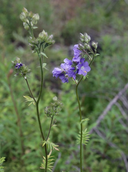 Pflanzenbild gross Himmelsleiter - Polemonium caeruleum