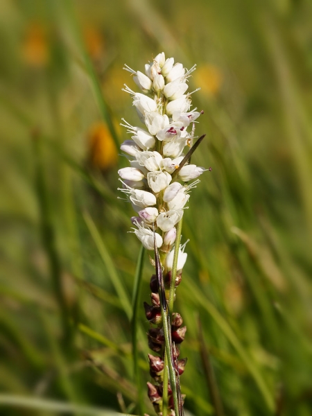 Pflanzenbild gross Knöllchen-Knöterich - Polygonum viviparum