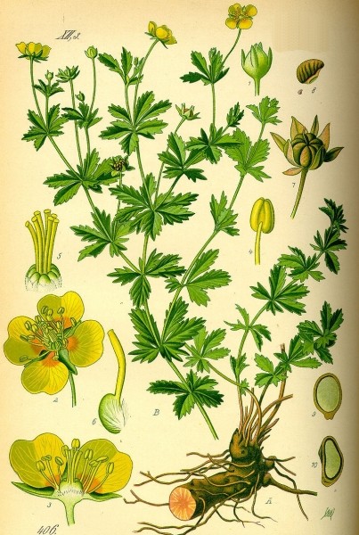 Pflanzenbild gross Blutwurz - Potentilla erecta