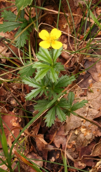 Pflanzenbild gross Blutwurz - Potentilla erecta