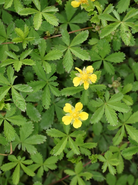 Pflanzenbild gross Kriechendes Fingerkraut - Potentilla reptans