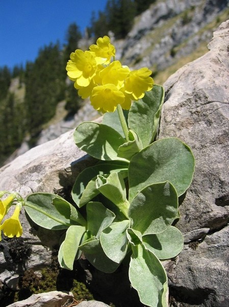 Pflanzenbild gross Aurikel - Primula auricula