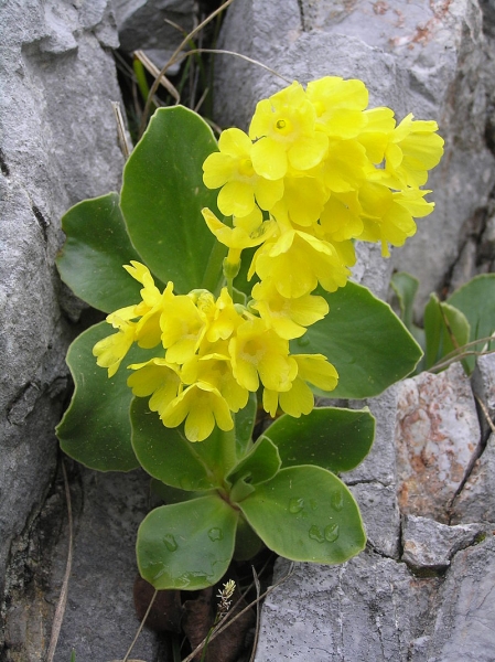 Pflanzenbild gross Aurikel - Primula auricula