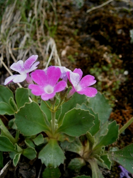 Pflanzenbild gross Rote Felsen-Primel - Primula hirsuta