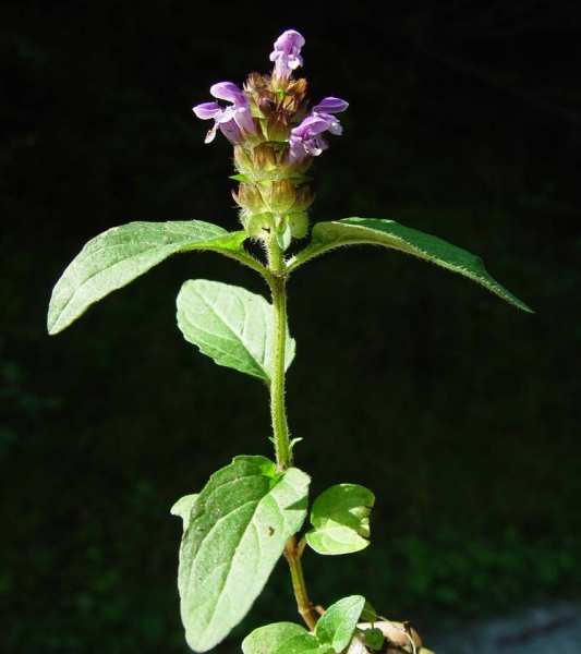 Pflanzenbild gross Kleine Brunelle - Prunella vulgaris