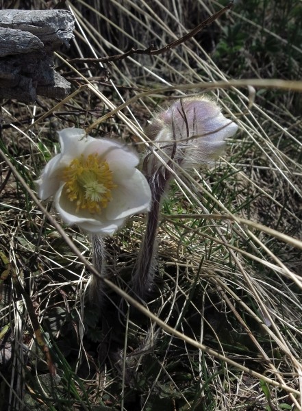 Pflanzenbild gross Frühlings-Anemone - Pulsatilla vernalis
