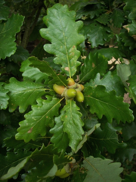 Pflanzenbild gross Trauben-Eiche - Quercus petraea