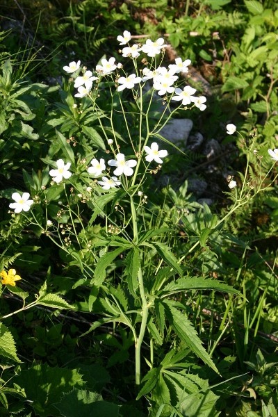 Pflanzenbild gross Platanenblättriger Hahnenfuss - Ranunculus platanifolius