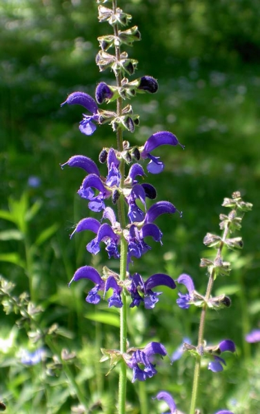 Pflanzenbild gross Wiesen-Salbei - Salvia pratensis