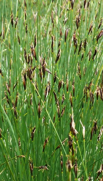 Pflanzenbild gross Rostrote Kopfbinse - Schoenus ferrugineus