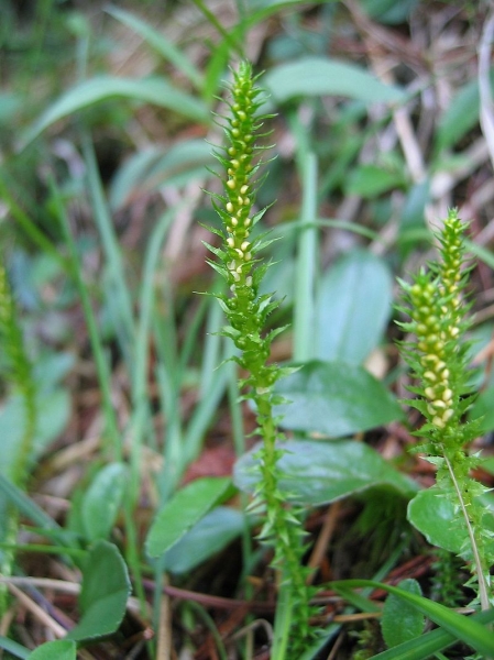 Pflanzenbild gross Dorniger Moosfarn - Selaginella selaginoides