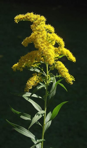 Pflanzenbild gross Spätblühende Goldrute - Solidago gigantea