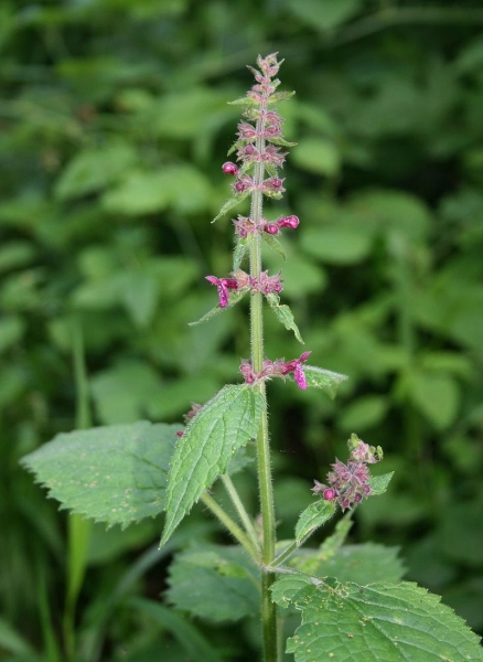 Pflanzenbild gross Wald-Ziest - Stachys sylvatica