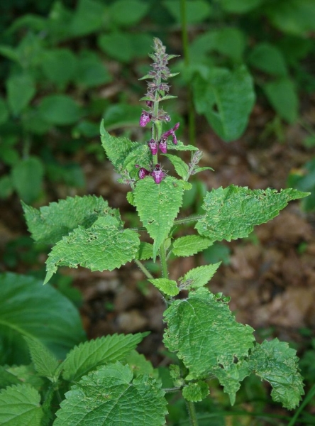 Pflanzenbild gross Wald-Ziest - Stachys sylvatica