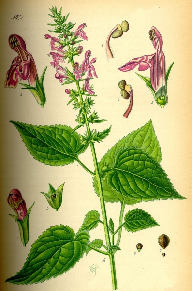 Pflanzenbild gross Wald-Ziest - Stachys sylvatica