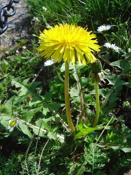 Pflanzenbild gross Gewöhnlicher Löwenzahn - Taraxacum officinale aggr.