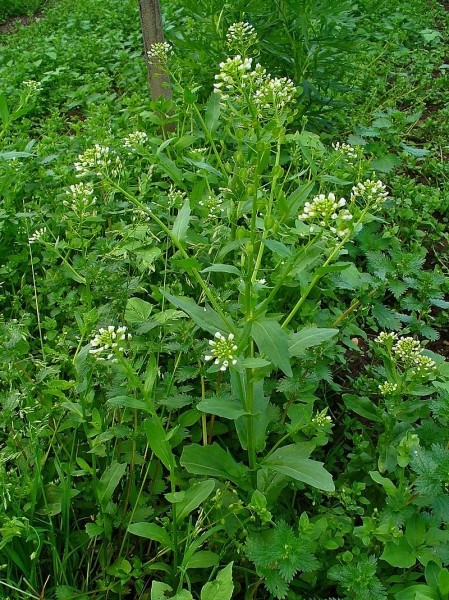 Pflanzenbild gross Acker-Täschelkraut - Thlaspi arvense