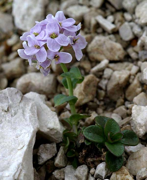 Pflanzenbild gross Rundblättriges Täschelkraut - Thlaspi rotundifolium