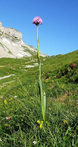 Pflanzenbild gross Kugelorchis - Traunsteinera globosa