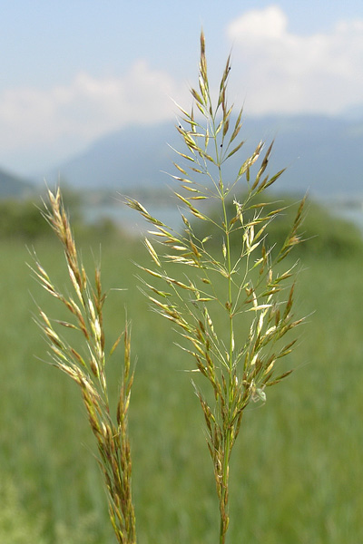 Pflanzenbild gross Wiesen-Goldhafer - Trisetum flavescens