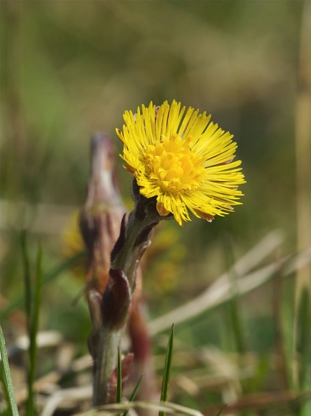 Pflanzenbild gross Huflattich - Tussilago farfara