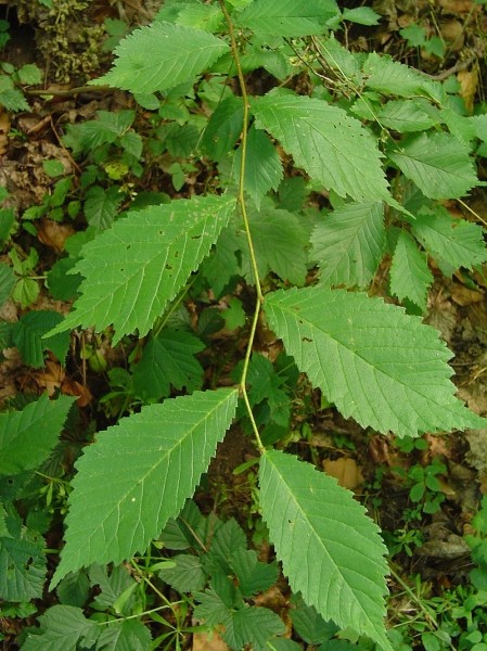 Pflanzenbild gross Berg-Ulme - Ulmus glabra