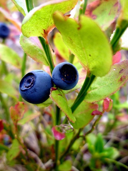 Pflanzenbild gross Heidelbeere - Vaccinium myrtillus