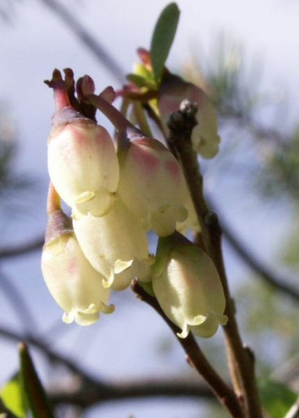 Pflanzenbild gross Rauschbeere - Vaccinium uliginosum aggr.