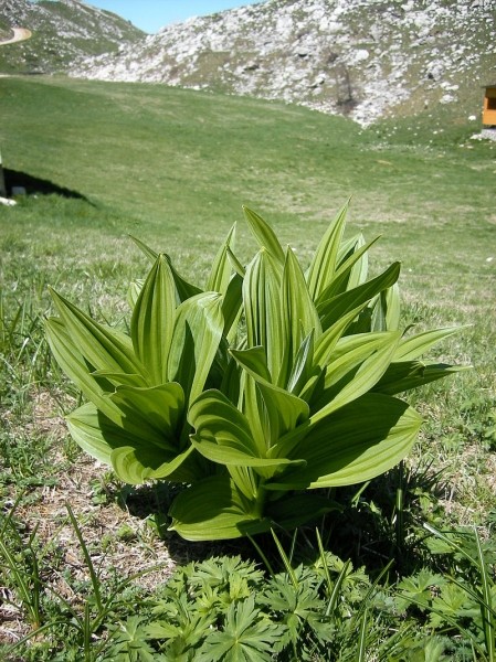 Pflanzenbild gross Gemeiner Germer - Veratrum album