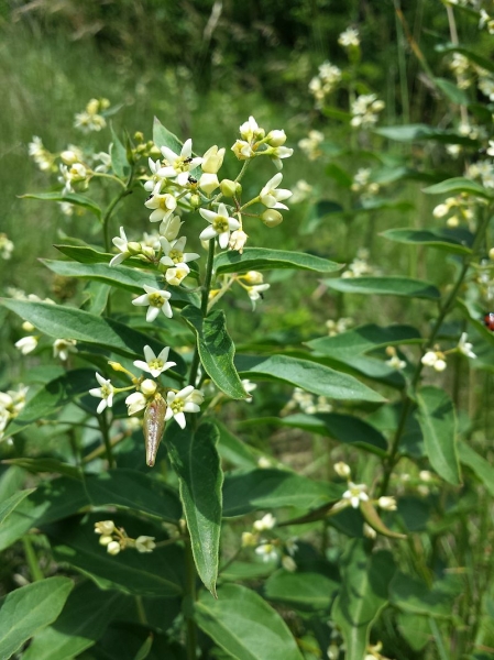 Pflanzenbild gross Schwalbenwurz - Vincetoxicum hirundinaria