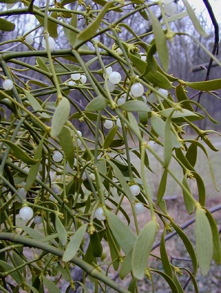 Pflanzenbild gross Mistel - Viscum album