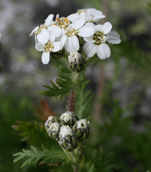 Pflanzenbild gross Moschus-Schafgarbe - Achillea erba-rotta subsp. moschata