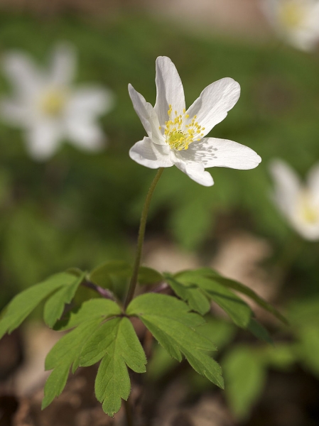 Pflanzenbild gross Busch-Windröschen - Anemone nemorosa