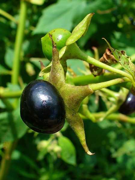 Pflanzenbild gross Tollkirsche - Atropa bella-donna