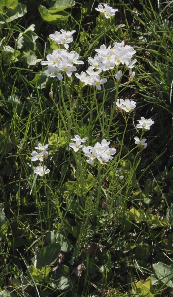 Pflanzenbild gross Gewöhnliches Wiesen-Schaumkraut - Cardamine pratensis